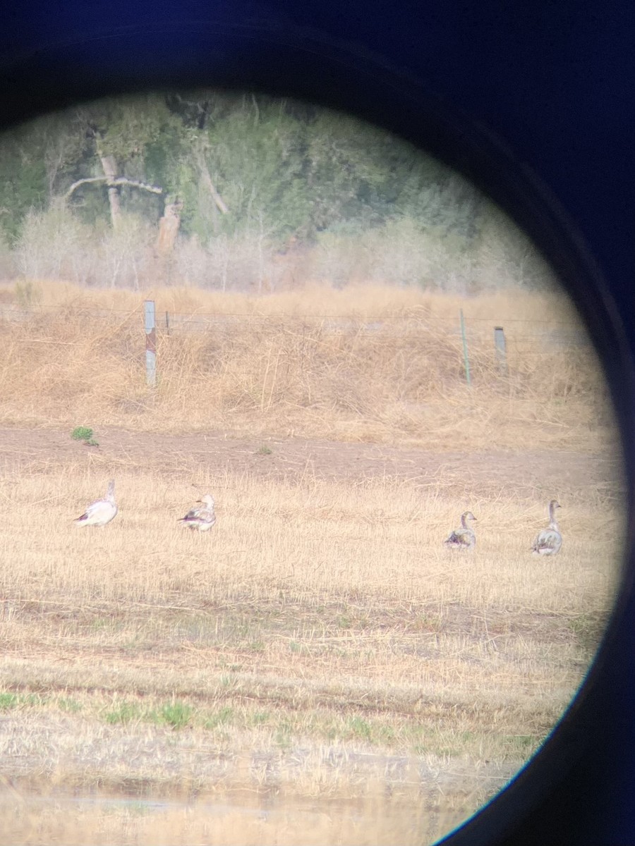 Snow Goose - ML634228911