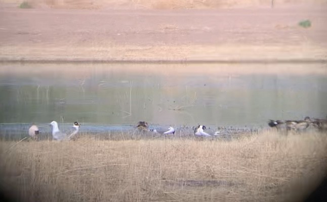 Franklin's Gull - ML634228940