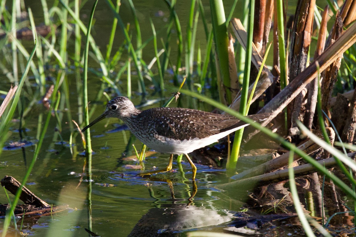 Solitary Sandpiper - ML634228985