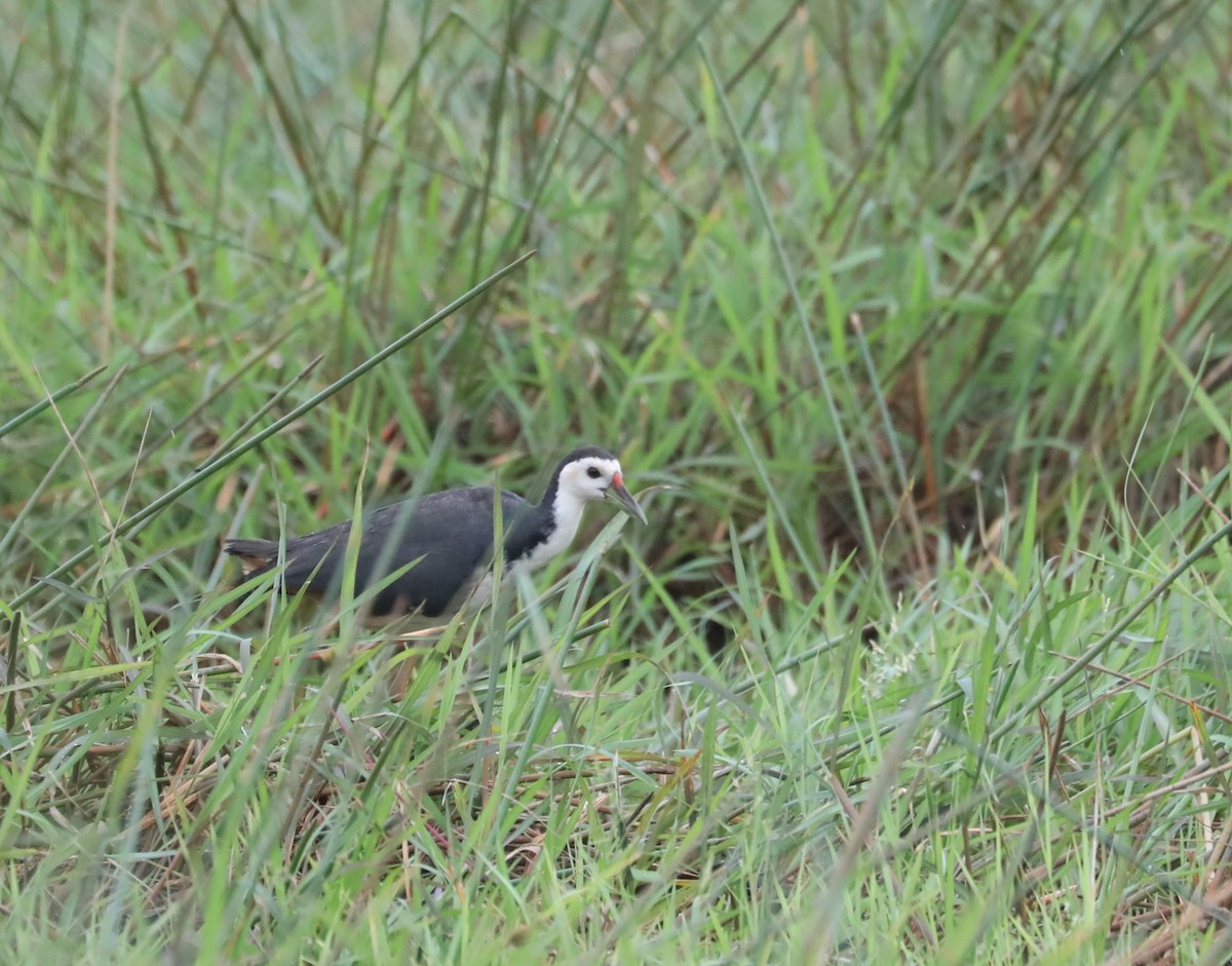 White-breasted Waterhen - ML634229051