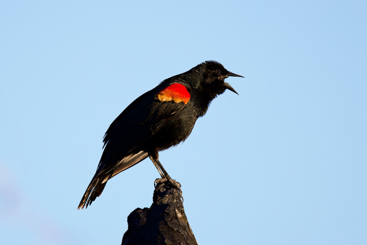 Red-winged Blackbird - ML634229091