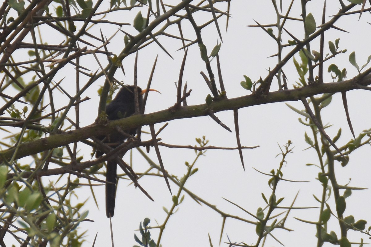 Abyssinian Scimitarbill - ML634229142