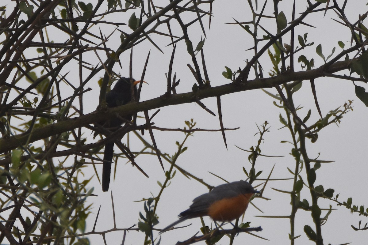 Abyssinian Scimitarbill - ML634229143