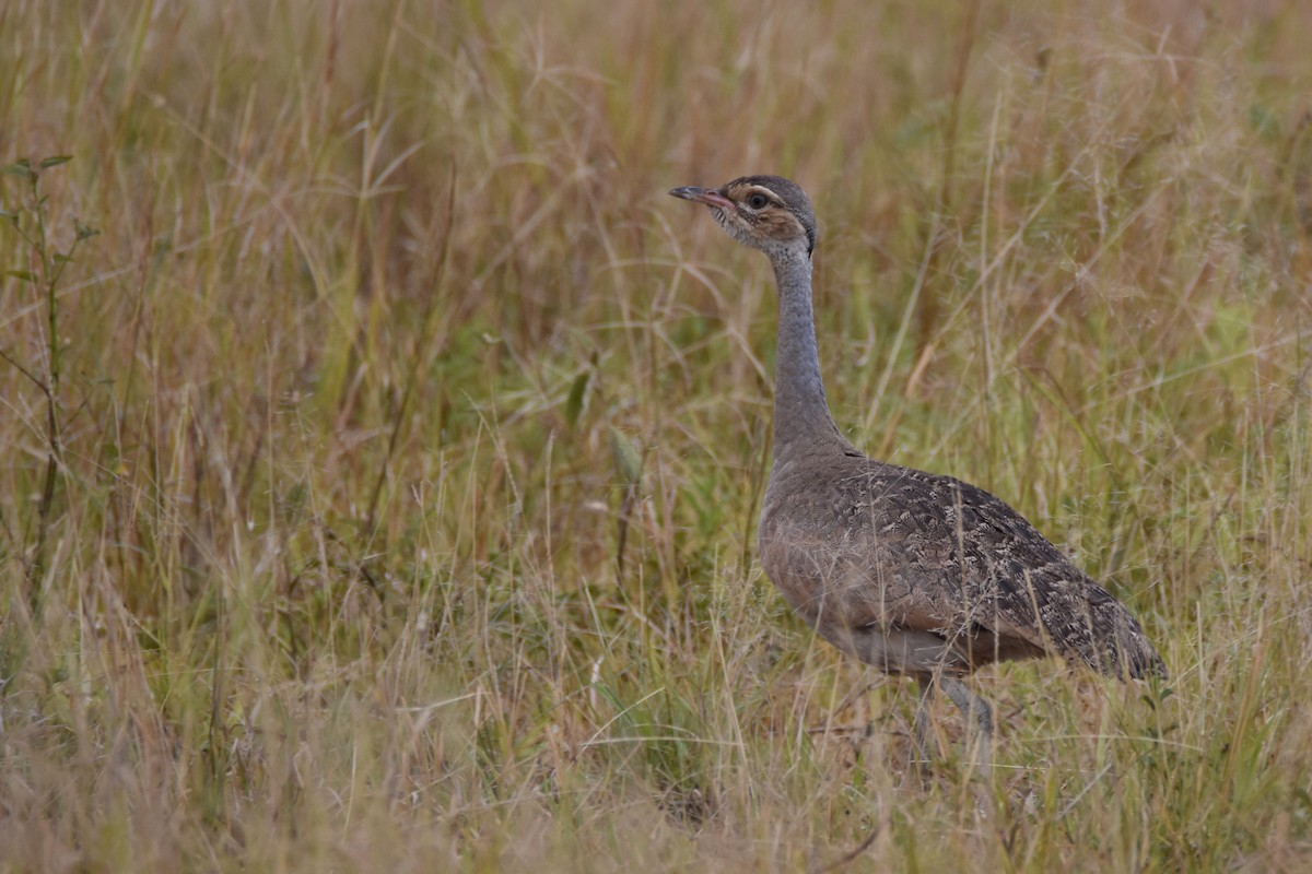 White-bellied Bustard (White-bellied) - ML634229173