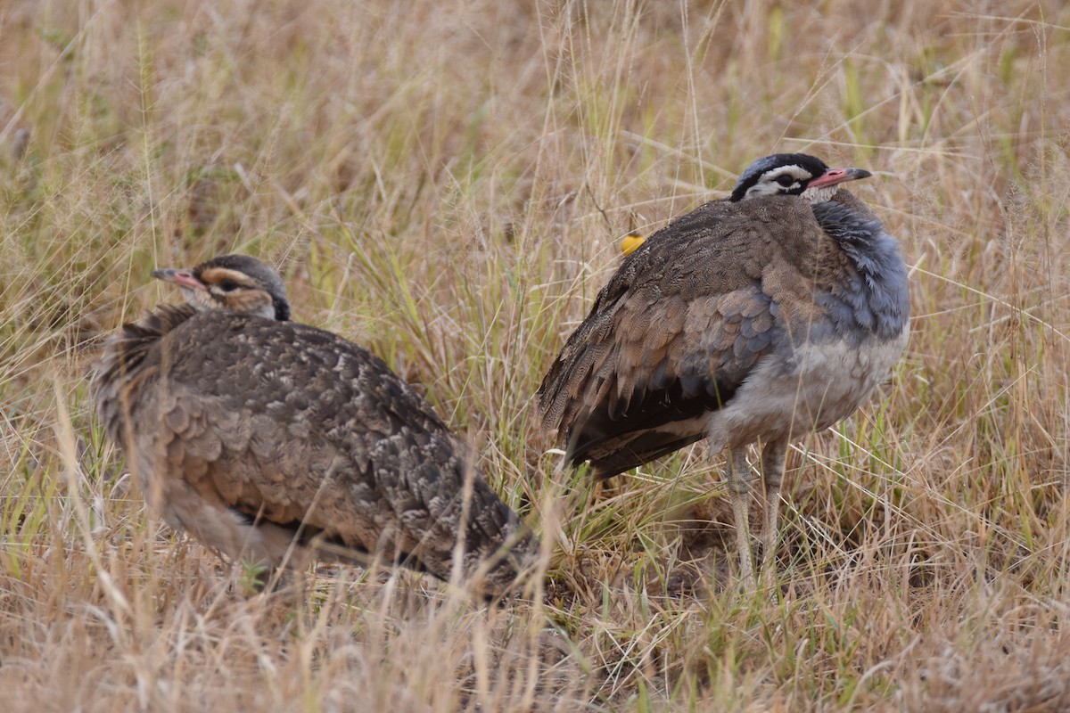 White-bellied Bustard (White-bellied) - ML634229174