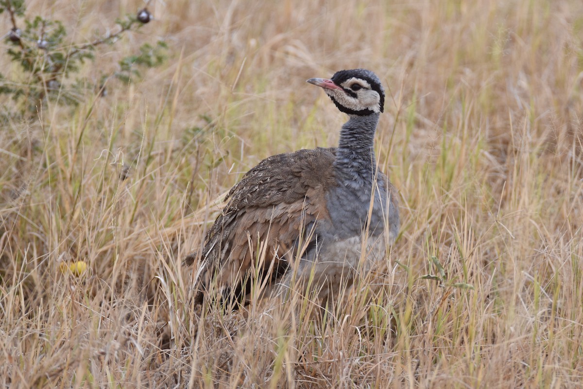 White-bellied Bustard (White-bellied) - ML634229175