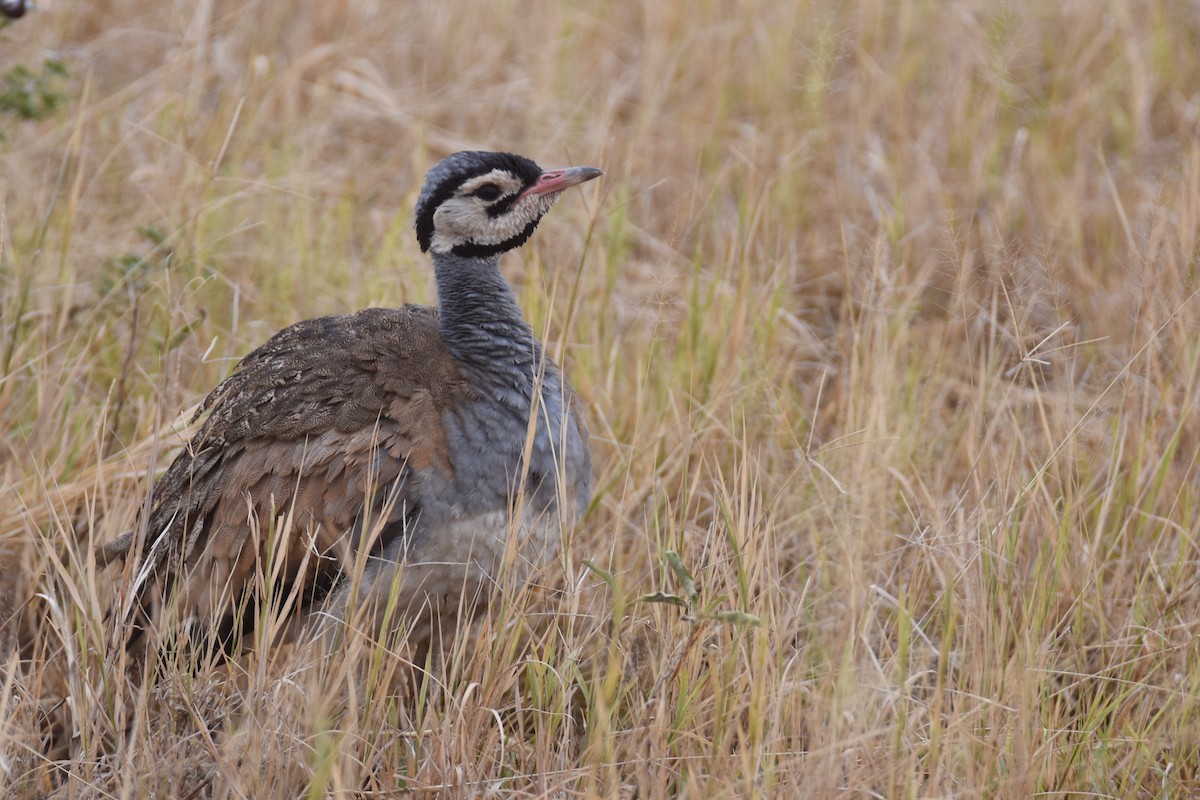 White-bellied Bustard (White-bellied) - ML634229177