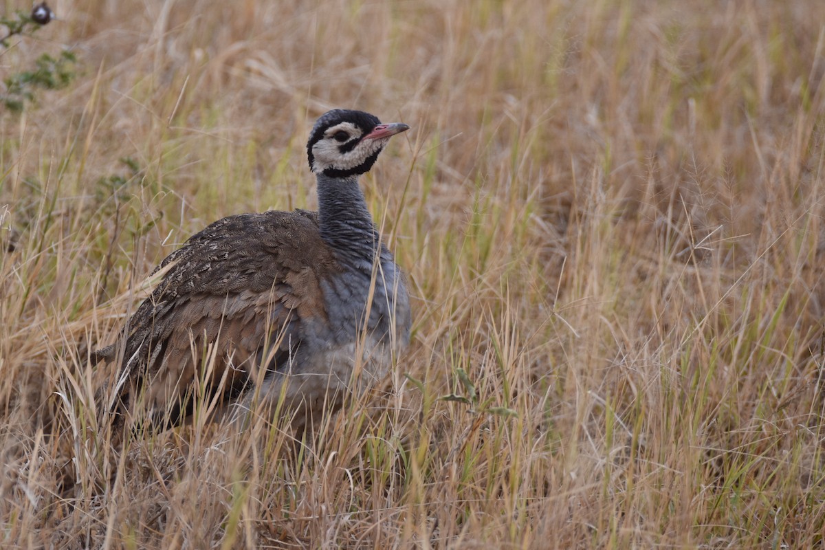 White-bellied Bustard (White-bellied) - ML634229178