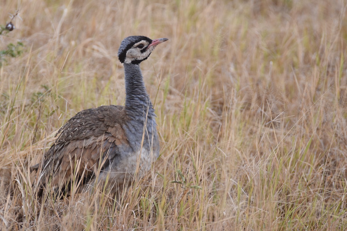 White-bellied Bustard (White-bellied) - ML634229179