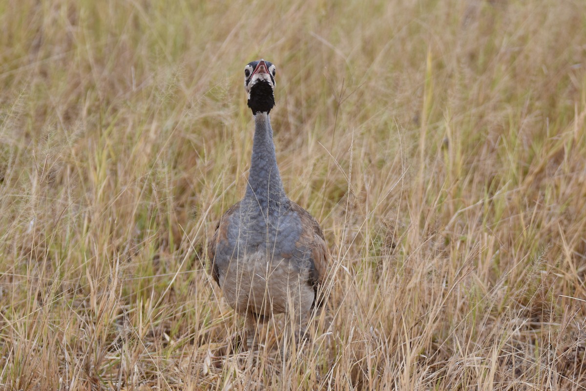 White-bellied Bustard (White-bellied) - ML634229181