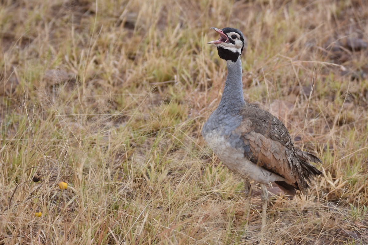 White-bellied Bustard (White-bellied) - ML634229183
