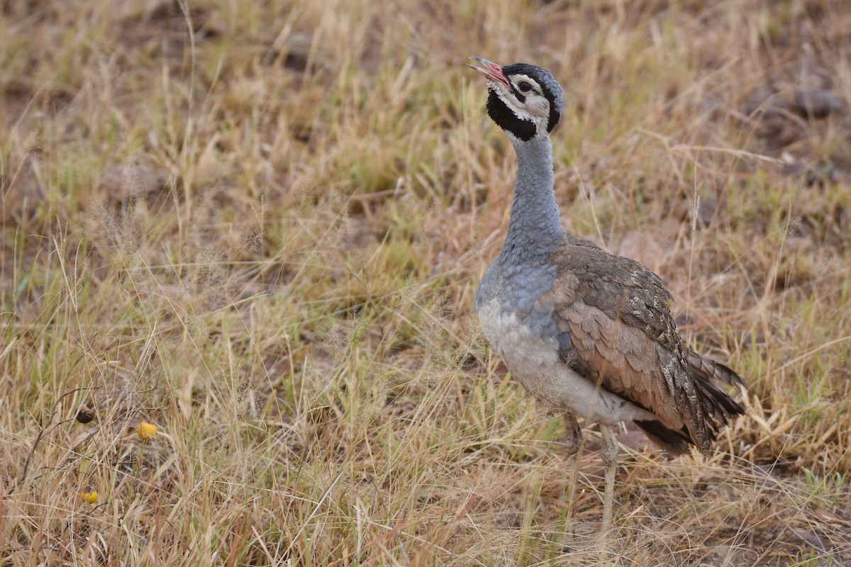 White-bellied Bustard (White-bellied) - ML634229184