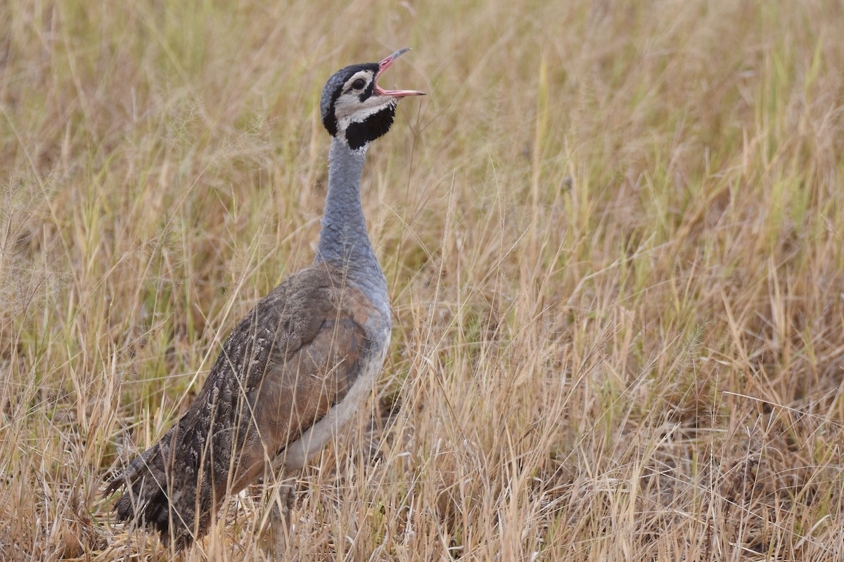 White-bellied Bustard (White-bellied) - ML634229186