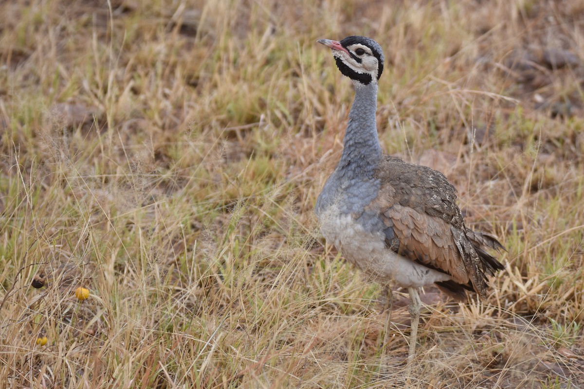 White-bellied Bustard (White-bellied) - ML634229187