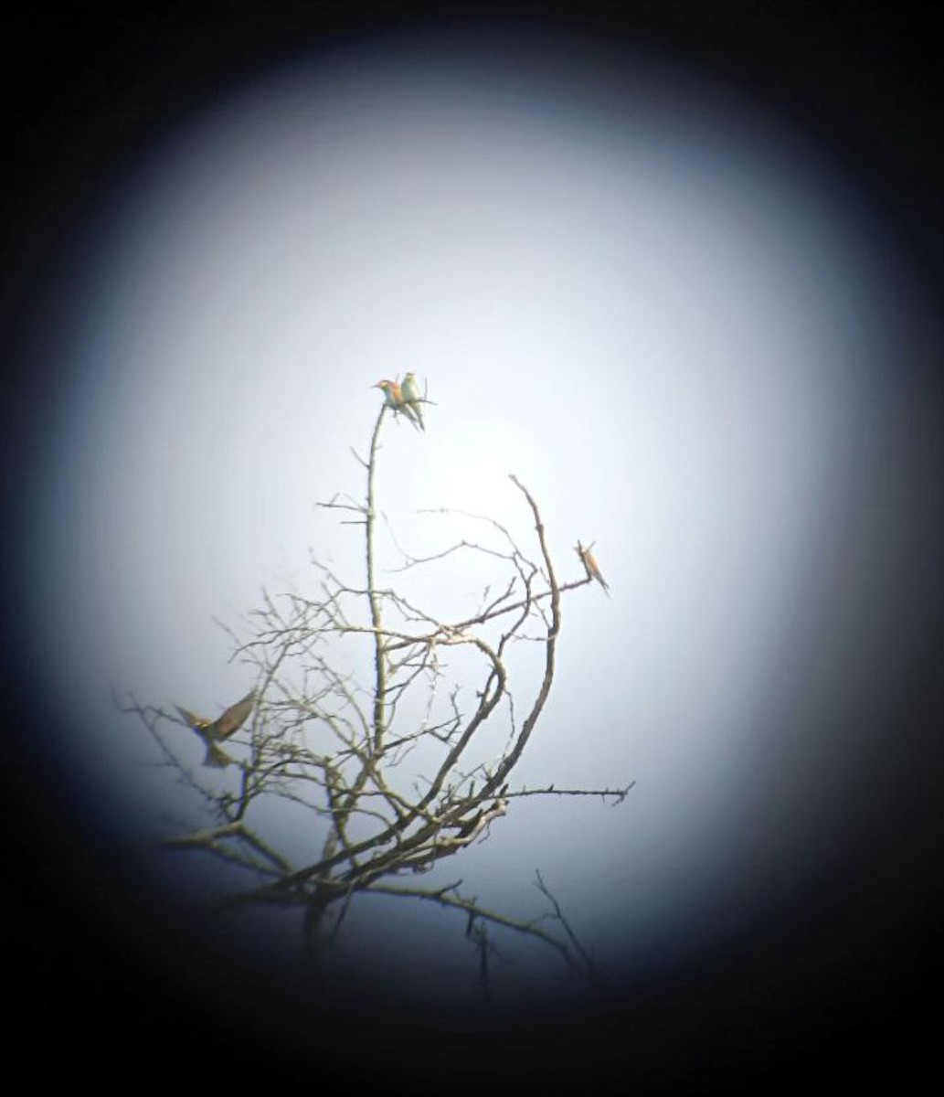 vlha pestrá - ML634229203