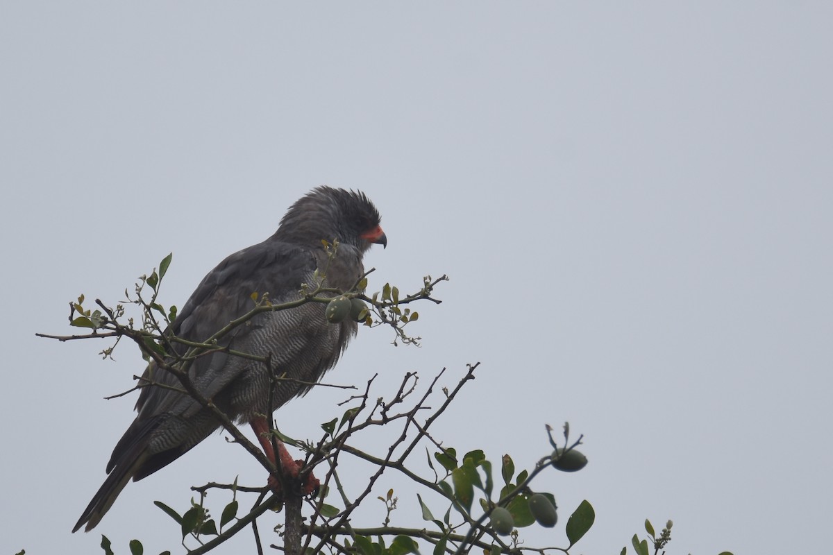 Dark Chanting-Goshawk - ML634229254