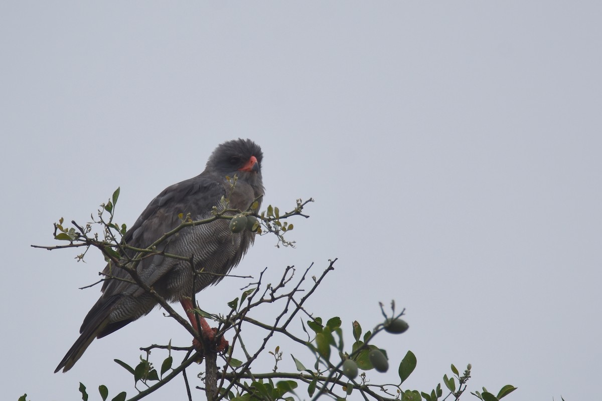 Dark Chanting-Goshawk - ML634229255