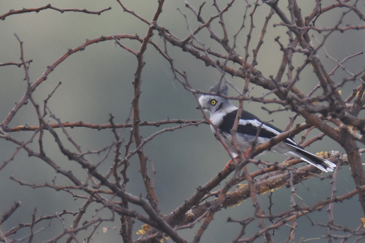 Gray-crested Helmetshrike - ML634229351