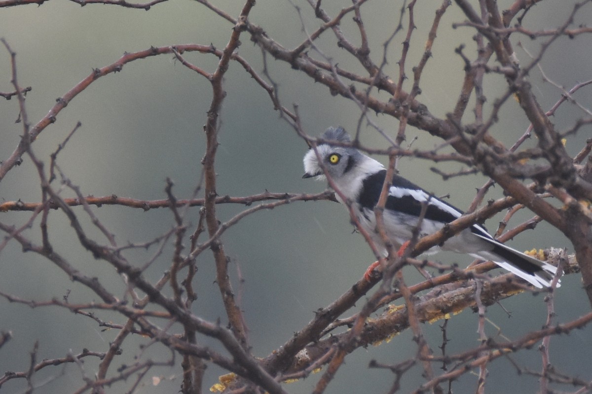 Gray-crested Helmetshrike - ML634229352
