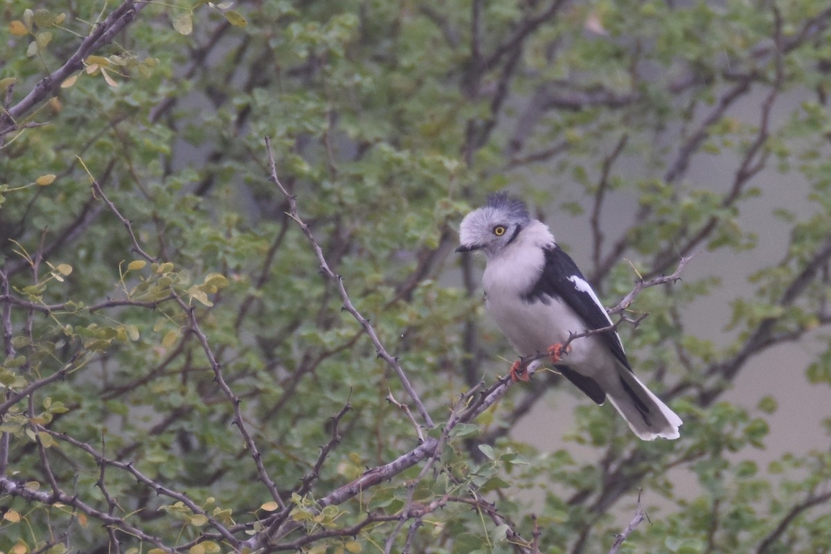 Gray-crested Helmetshrike - ML634229353