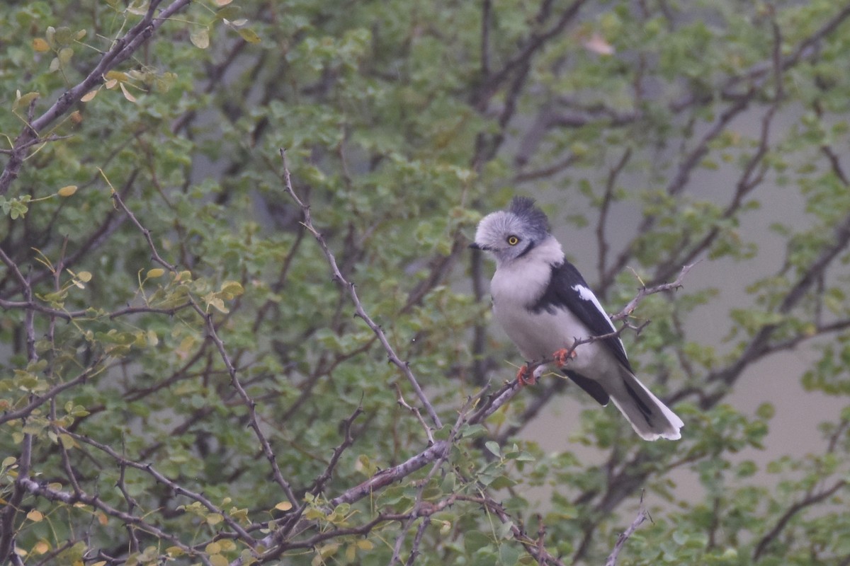 Gray-crested Helmetshrike - ML634229356