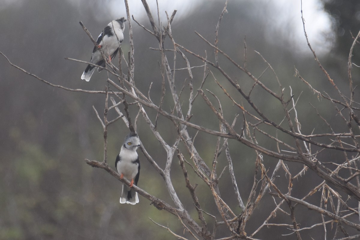 Gray-crested Helmetshrike - ML634229357