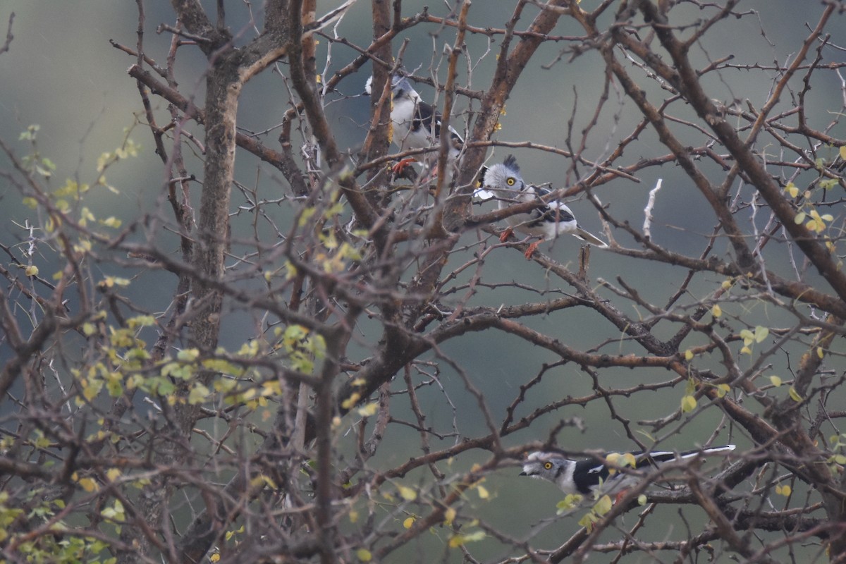 Gray-crested Helmetshrike - ML634229358