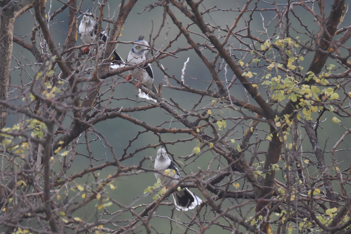 Gray-crested Helmetshrike - ML634229359