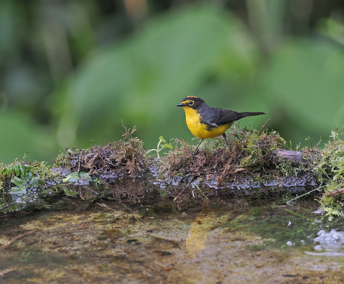 Spectacled Redstart - ML634229475