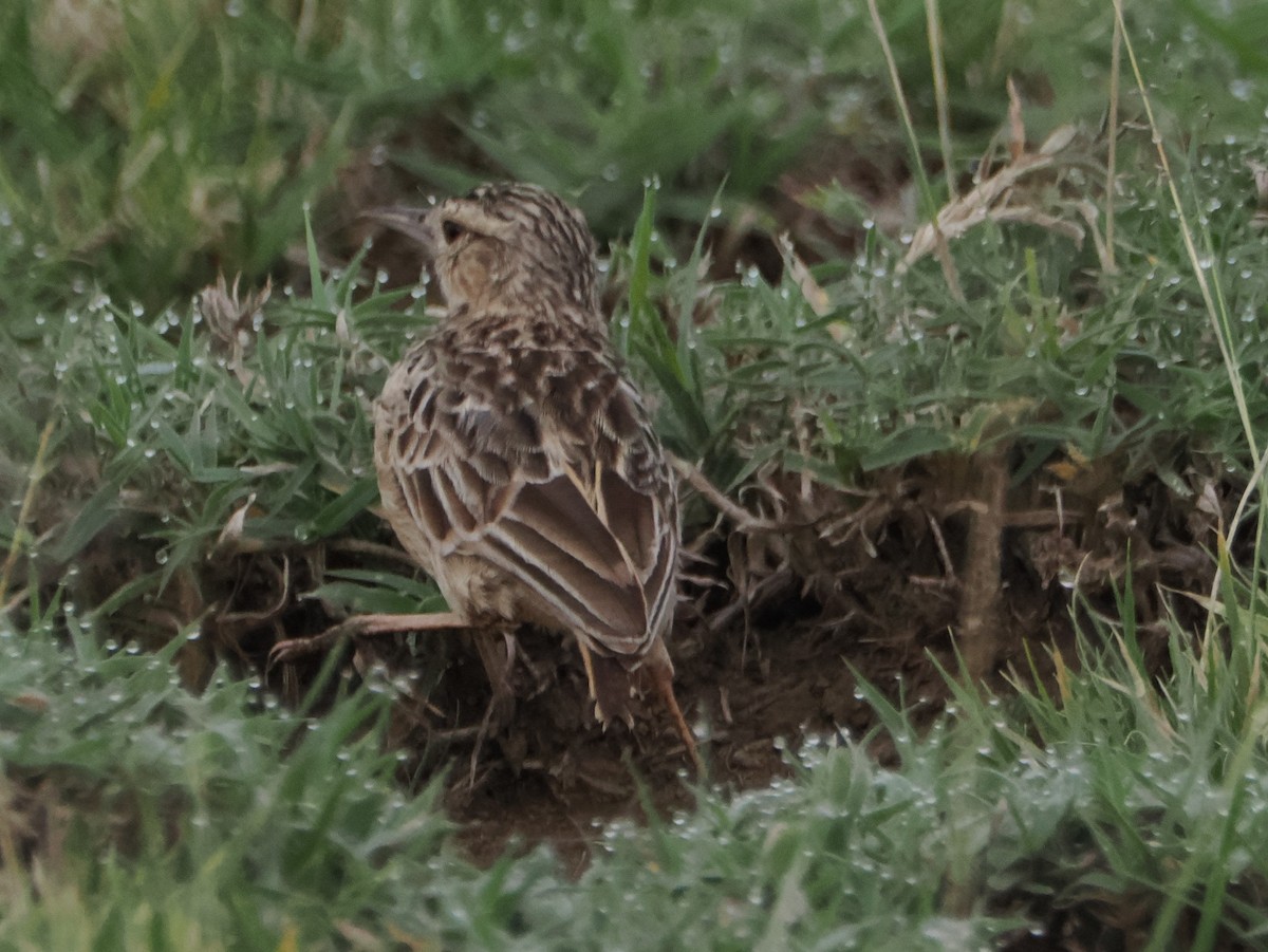 Beesley's Lark - ML634229520
