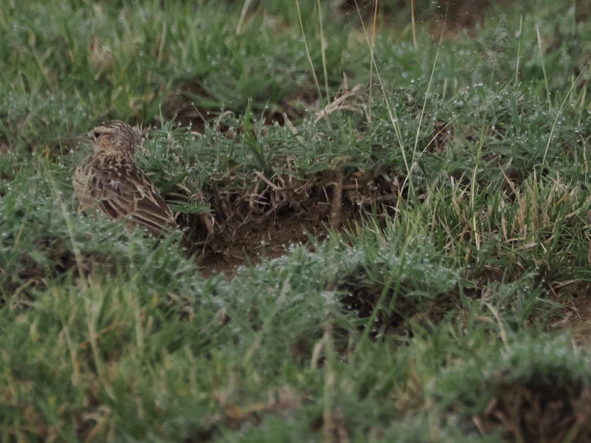 Beesley's Lark - ML634229525