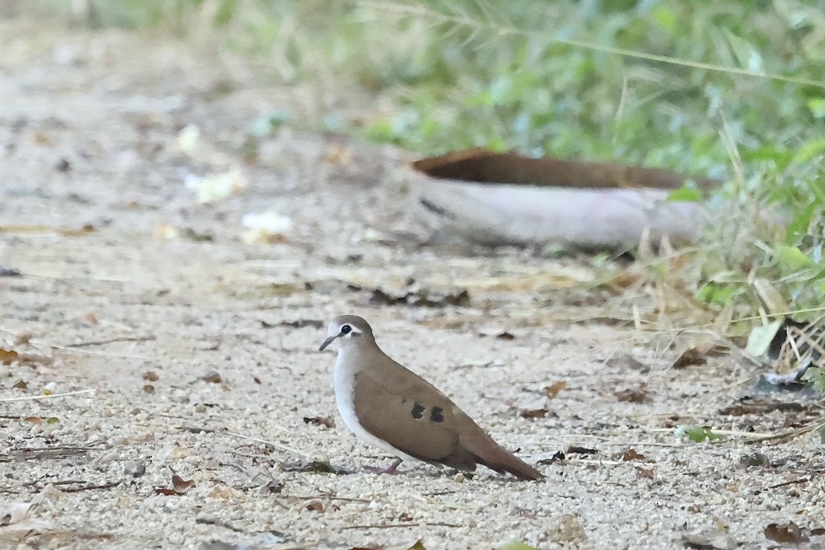 Tambourine Dove - ML634229529