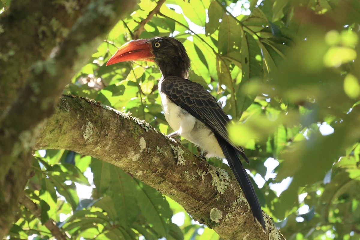 Crowned Hornbill - ML634229553