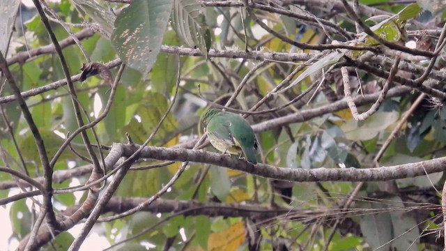 Golden-breasted Fruiteater - ML634229562