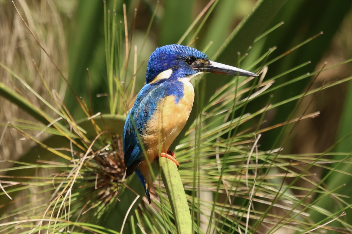 Half-collared Kingfisher - ML634229565