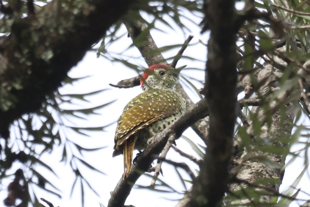 Green-backed Woodpecker - ML634229569