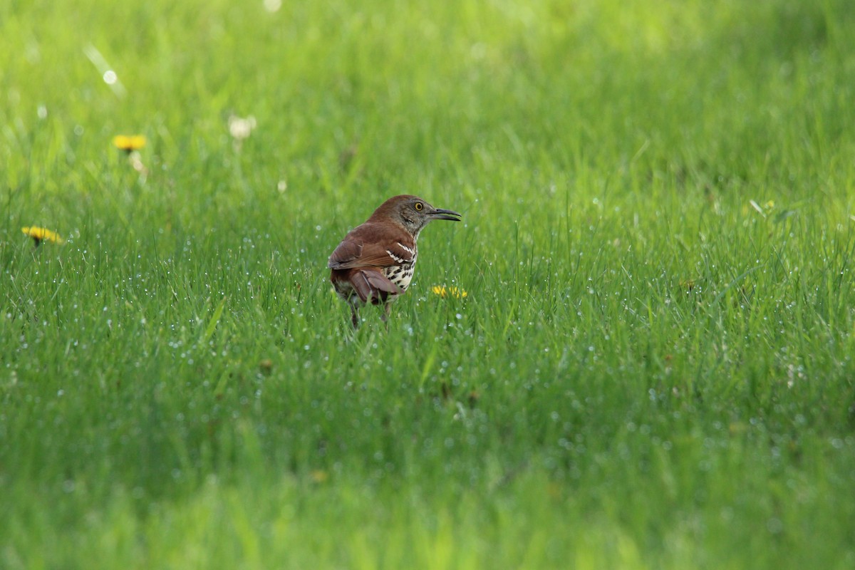 Brown Thrasher - ML634229576
