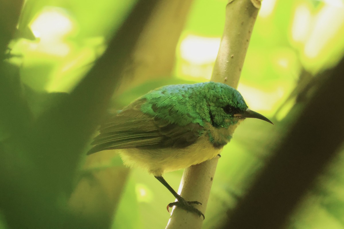 Collared Sunbird - ML634229606
