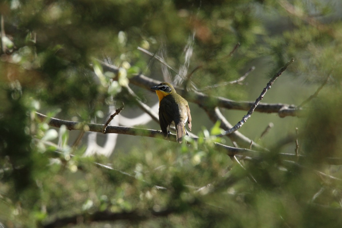 Yellow-breasted Chat - ML634229607