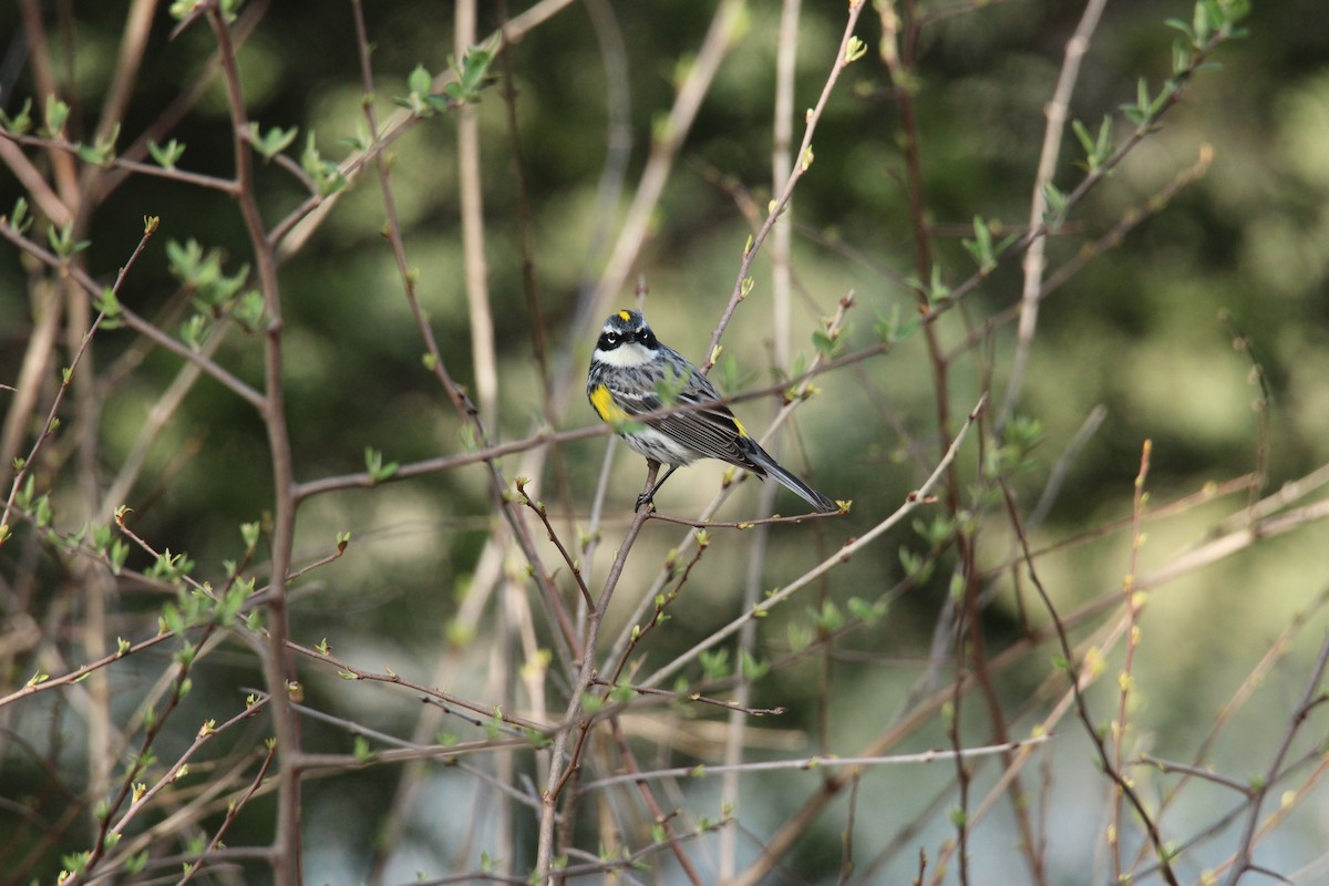 Yellow-rumped Warbler - ML634229623