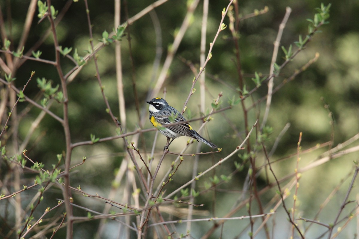 Yellow-rumped Warbler - ML634229633