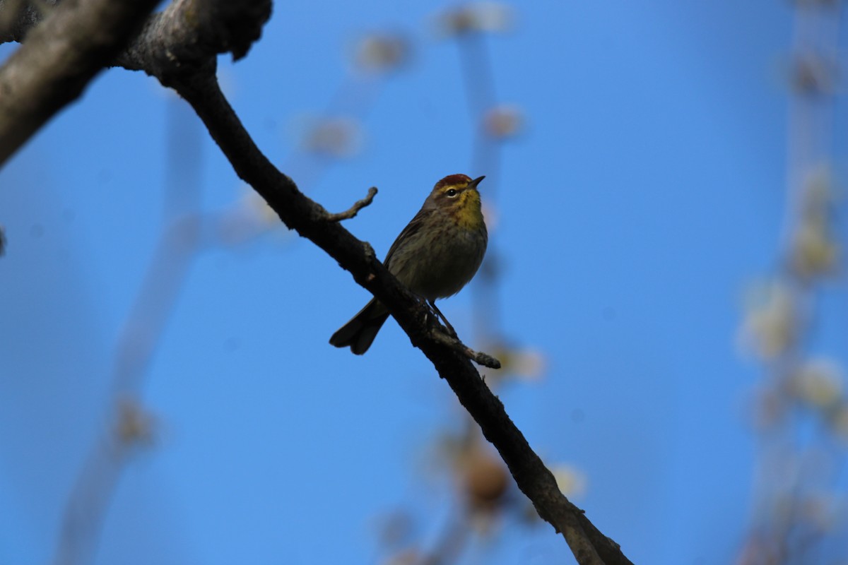 Palm Warbler - ML634229635