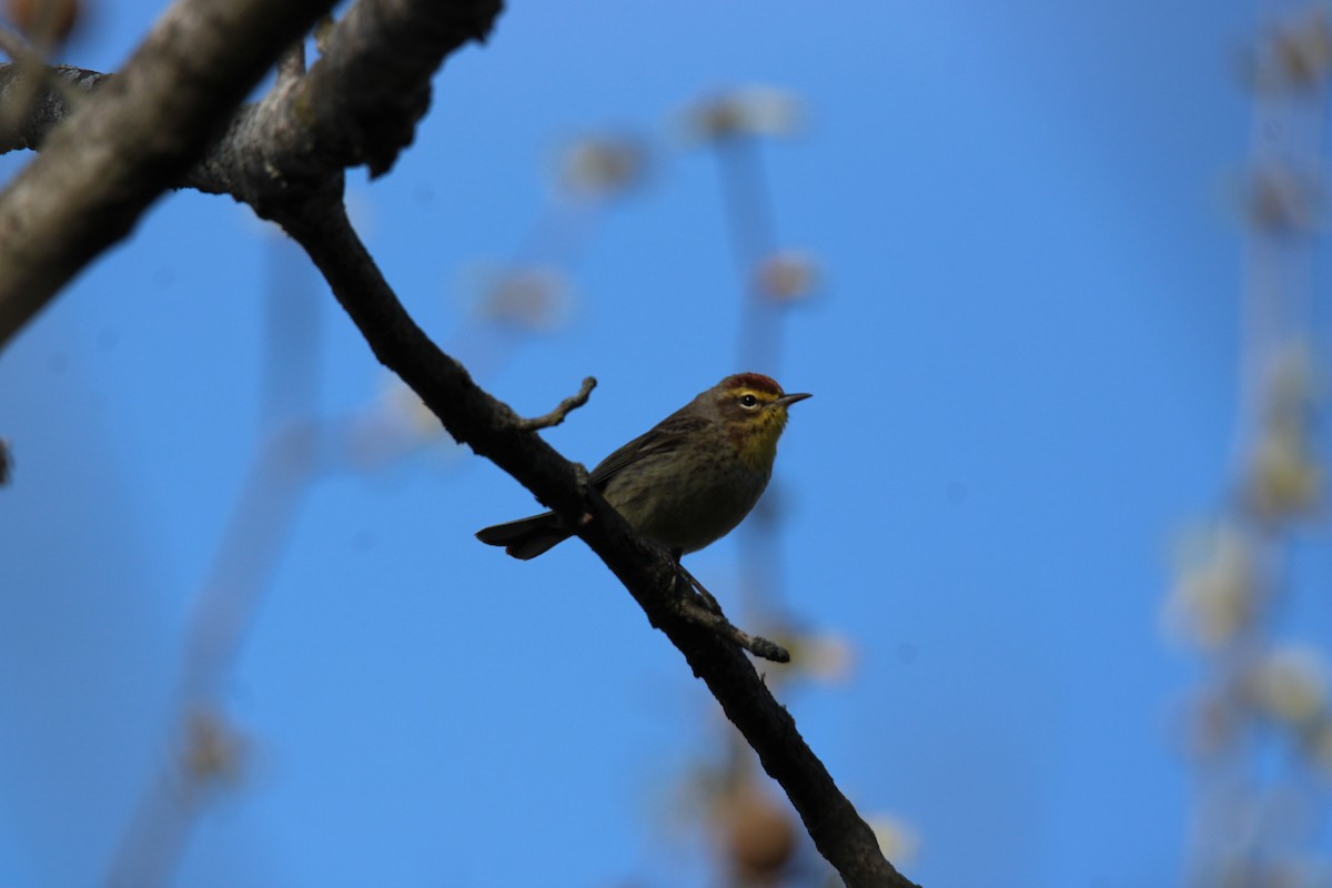 Palm Warbler - ML634229638