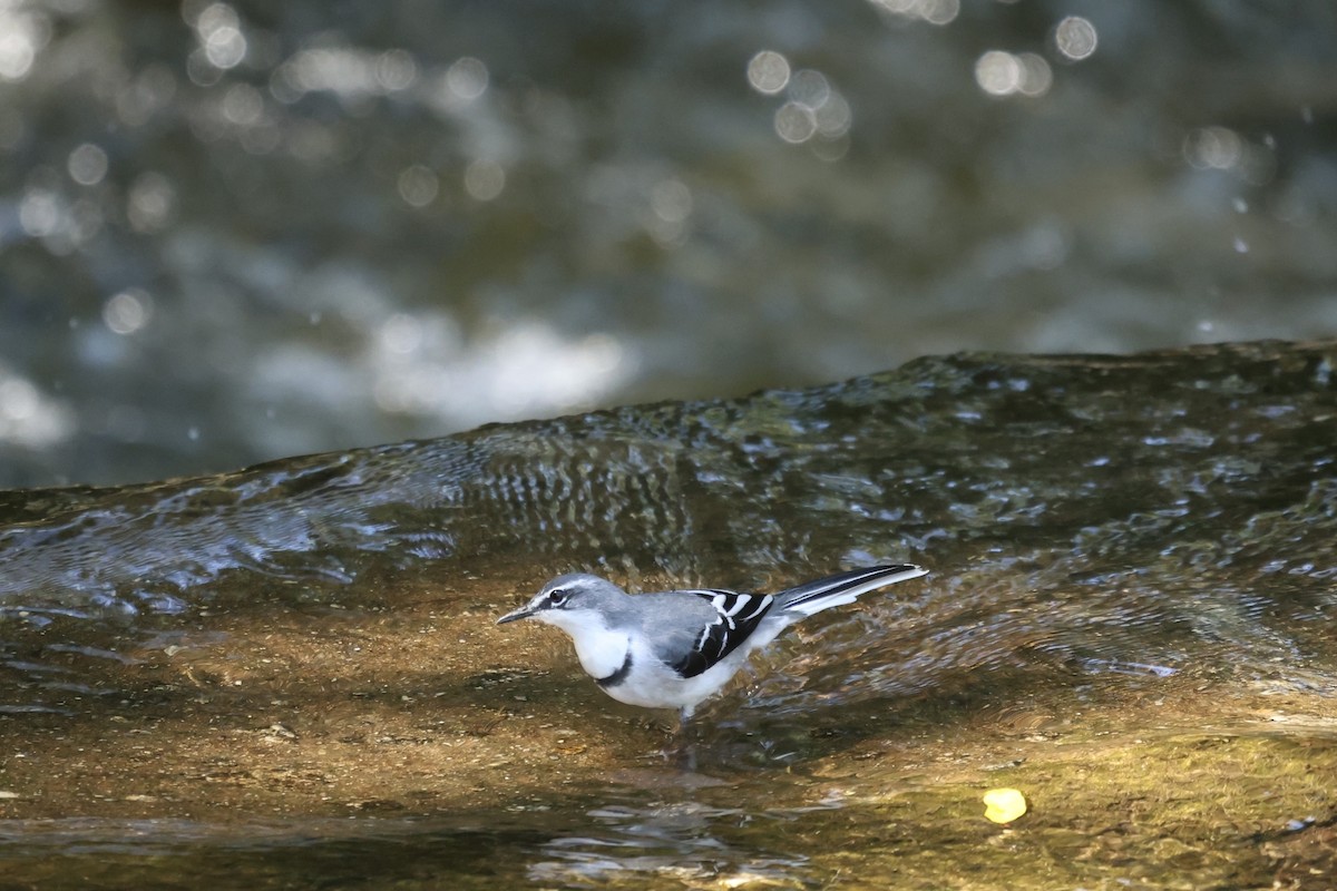 Mountain Wagtail - ML634229668
