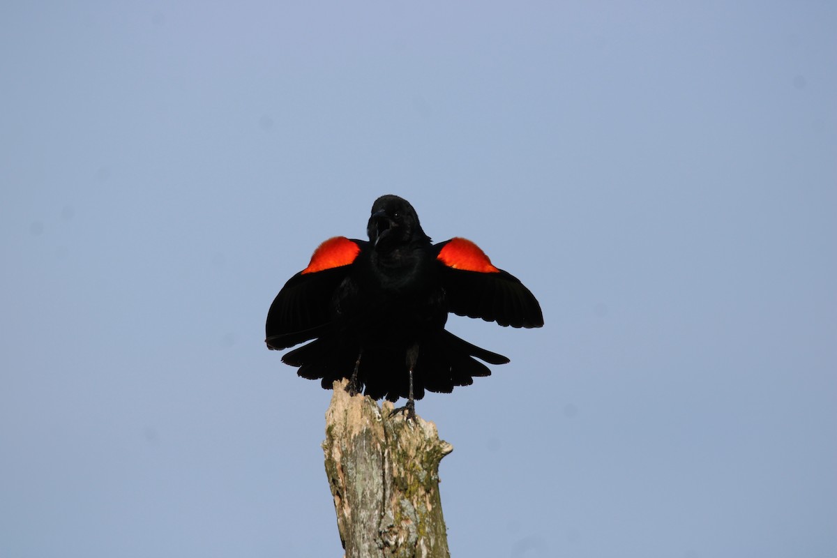 Red-winged Blackbird - ML634229763