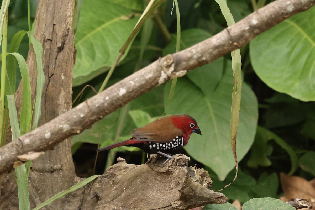 Red-throated Twinspot - ML634229777