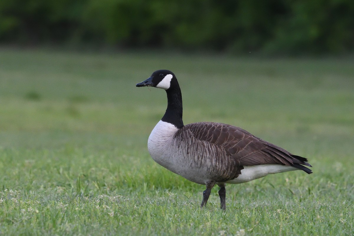 Canada Goose - ML634229789