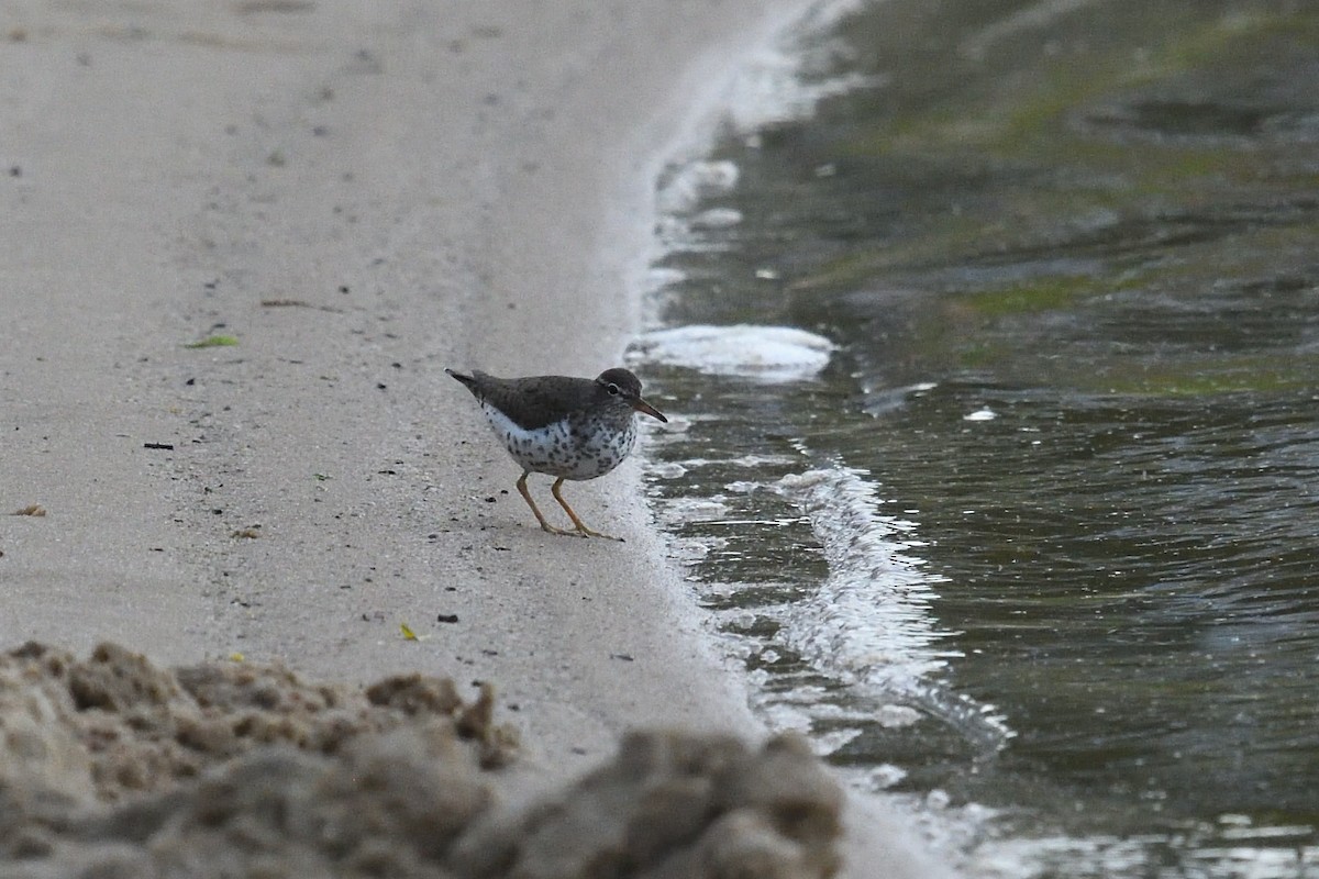 Spotted Sandpiper - ML634229797