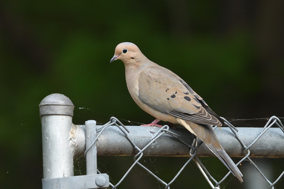 Mourning Dove - ML634229816