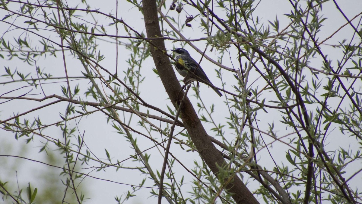 Yellow-rumped Warbler - ML634229853